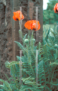 Picture of Papaver orientale 