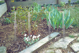 Picture of Sanguinaria canadensis 