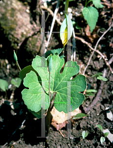 Picture of Sanguinaria canadensis 