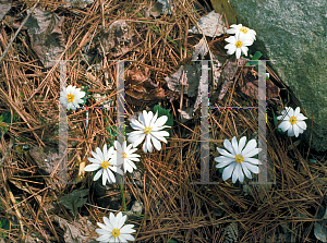 Picture of Sanguinaria canadensis 