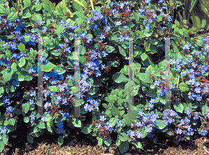 Picture of Ceratostigma plumbaginoides 