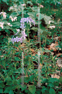 Picture of Phlox divaricata 