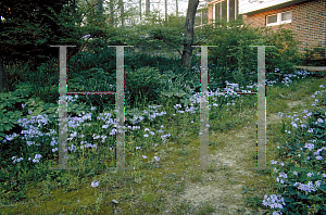 Picture of Phlox divaricata 