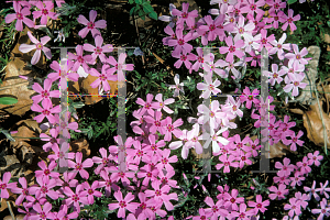 Picture of Phlox subulata 