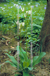 Picture of Dodecatheon meadia 