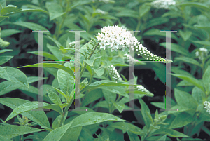 Picture of Lysimachia clethroides 