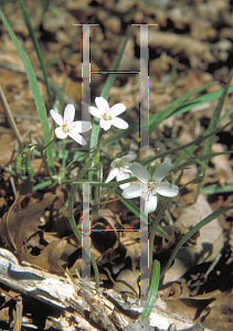 Picture of Claytonia virginica 