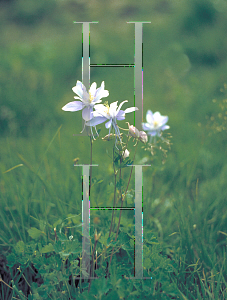 Picture of Aquilegia caerulea 