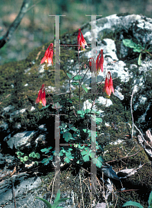 Picture of Aquilegia canadensis 