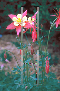 Picture of Aquilegia x hybrida 'McKana's Giant'