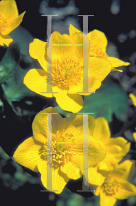 Picture of Caltha palustris 