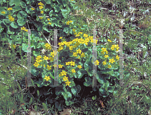 Picture of Caltha palustris 