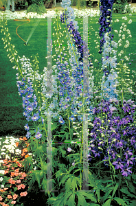 Picture of Delphinium elatum 'Magic Fountains'