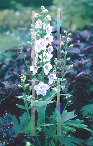 Picture of Delphinium elatum 