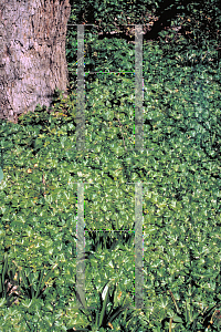 Picture of Eranthis hyemalis 