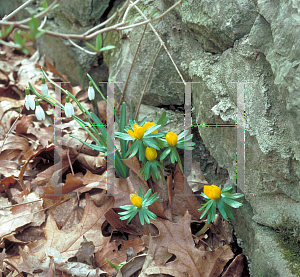 Picture of Eranthis hyemalis 