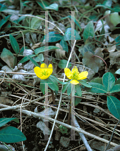 Picture of Eranthis hyemalis 