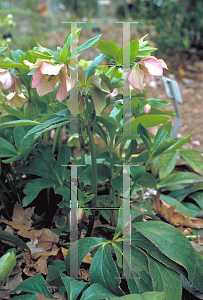 Picture of Helleborus orientalis 