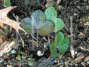 Picture of Hepatica americana 