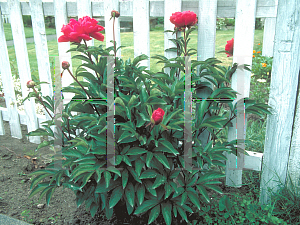 Picture of Paeonia lactiflora 