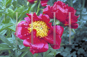 Picture of Paeonia lactiflora 'John Harwood'