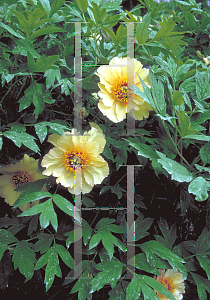 Picture of Paeonia suffruticosa 'Amber Moon'