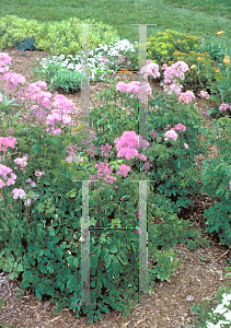 Picture of Thalictrum aquilegifolium 