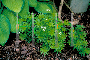 Picture of Galium odoratum 