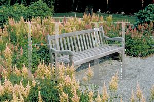 Picture of Astilbe x arendsii 