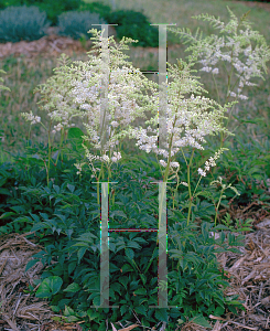 Picture of Astilbe japonica 'Deutschland'