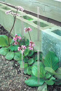 Picture of Bergenia cordifolia 