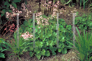 Picture of Heuchera sanguinea 