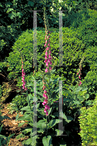 Picture of Digitalis purpurea 