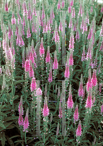 Picture of Veronica spicata 