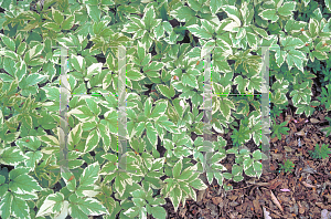 Picture of Aegopodium podagraria 'Variegatum'