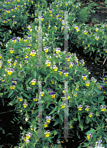 Picture of Viola tricolor 