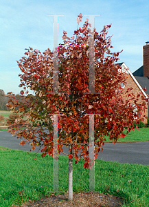 Picture of Acer rubrum 'October Glory'