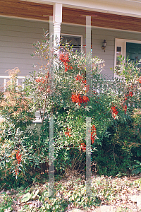 Picture of Nandina domestica 