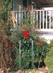 Picture of Nandina domestica 