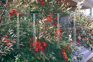 Picture of Nandina domestica 