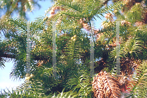 Picture of Cunninghamia lanceolata 