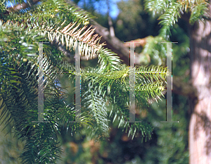 Picture of Cunninghamia lanceolata 