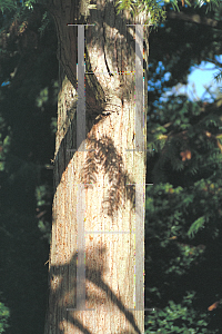 Picture of Cunninghamia lanceolata 