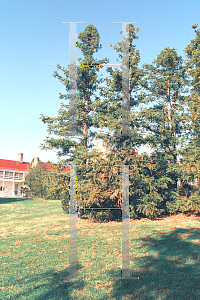 Picture of Cunninghamia lanceolata 