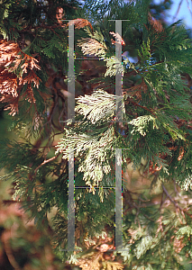 Picture of Calocedrus decurrens 