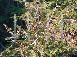 Picture of Tsuga canadensis 