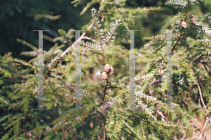 Picture of Tsuga canadensis 