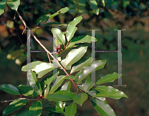 Picture of Prunus caroliniana 