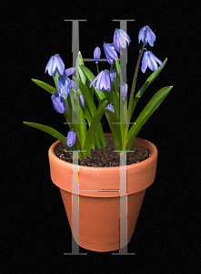 Picture of Scilla siberica 