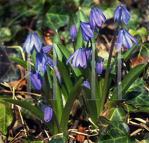 Picture of Scilla siberica 